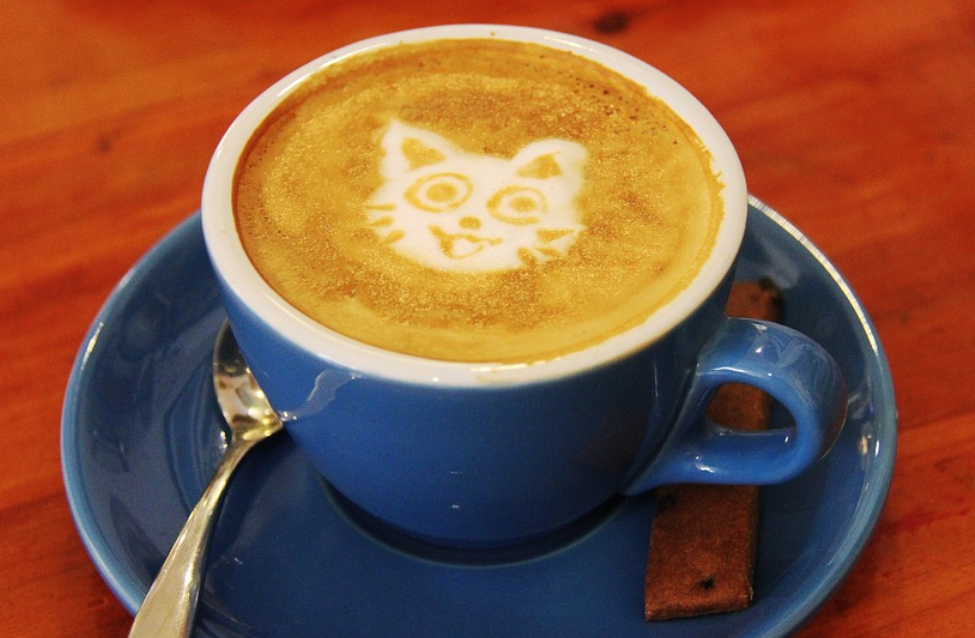 Cat cafe in toronto