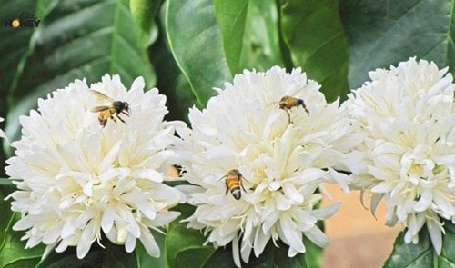 Mật ong hoa cà phê
